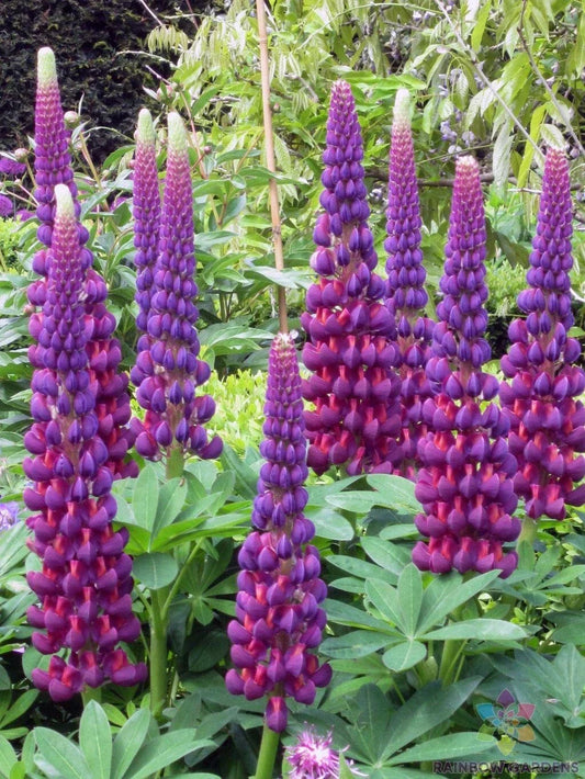 Masterpiece Lupine Seeds - 25+ Pack, Vibrant Multi-Color Lupinus polyphyllus, Perennial Garden Flower Seeds, Full Sun, Easy to Grow