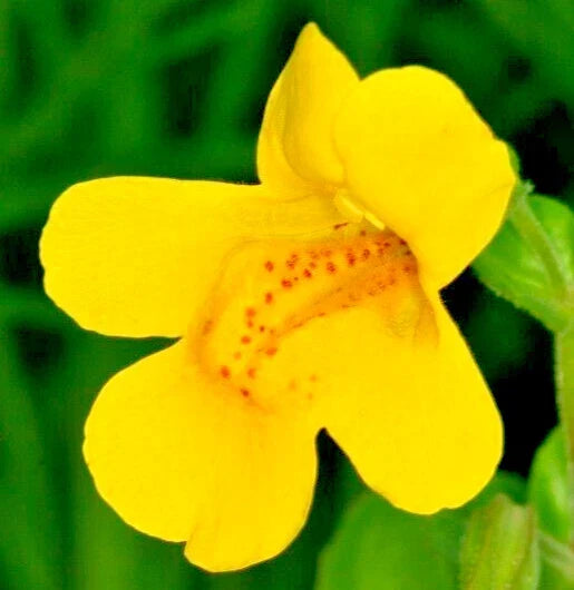 Yellow Monkey Flower Seeds, 150 Count, Hardy Perennial, Gold Variety, Mimulus guttatus - Vibrant Yellow Blooms for Gardens