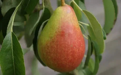 Louise Bonne of Jersey Pear Seeds – Organic Pyrus communis Heirloom Fruit Tree Seeds – Juicy Green Pears for Home Garden, 25+ Pack
