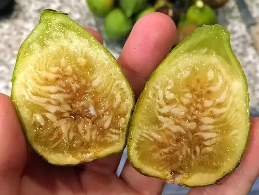 White Marseille Fig Cuttings – 2 Premium Ficus carica Propagation Kits with Willow Water for Rooting