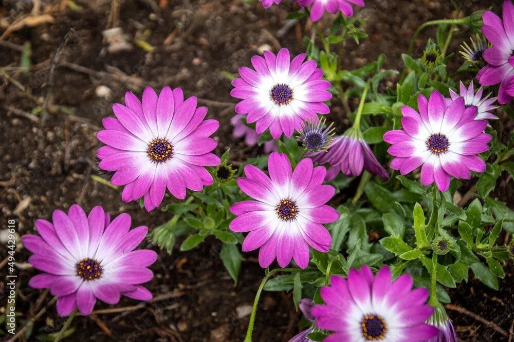 Cape Daisy Seeds Pack of 200+ White & Pink Osteospermum Flower Seeds for Garden Planting