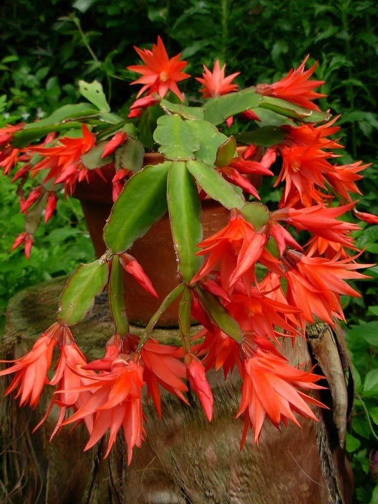 Epiphyllum Orchid Cactus Cutting 6-10" | Succulent Variety | Epiphyllum spp. Indoor Outdoor Plant