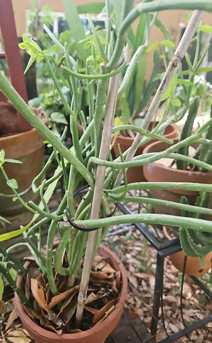 Euphorbia lupulina Cuttings - 4 Inch Easy to Root Unusual Brazilian Species for Propagation and Collection
