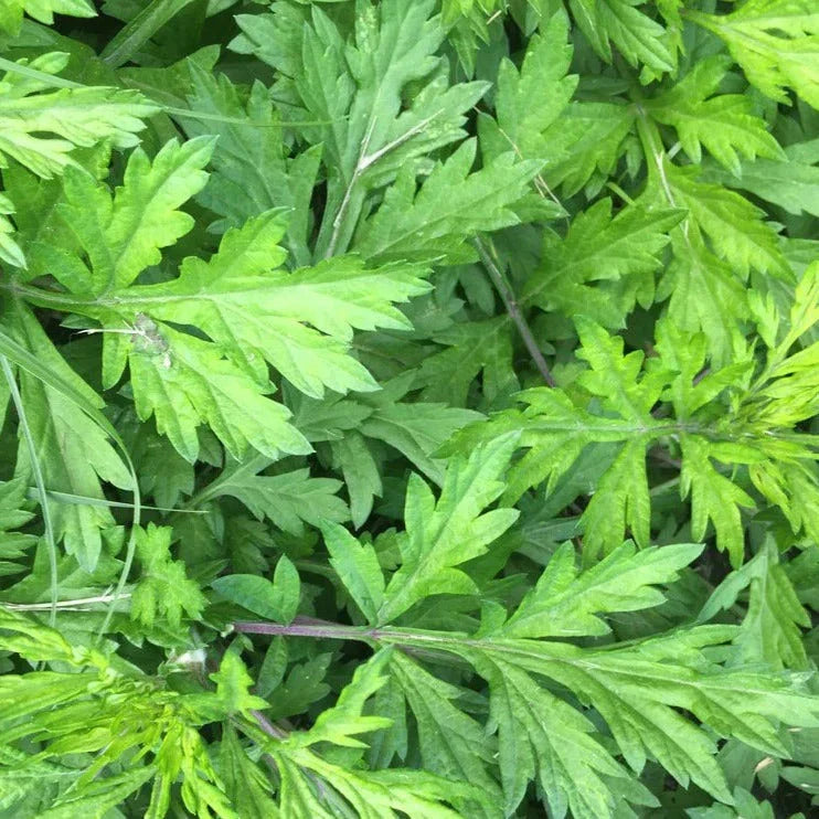 Yomogi Mugwort Seeds - Artemisia Princeps Perennial Herb for Culinary & Herbal Tea Gardens - 2025 Planting