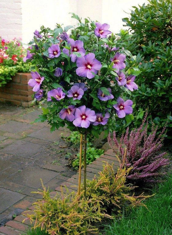 Pink Rose of Sharon Live Plant Plugs - Hardy Hibiscus Syriacus with Beautiful Pink Blooms for Garden, Hedges & Containers