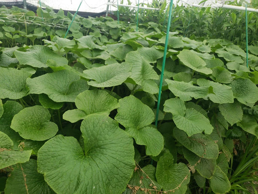 Japanese Wasabi Plantlets - Edible Perennial Mazuma Variety - Fresh Wasabia japonica for Culinary Use