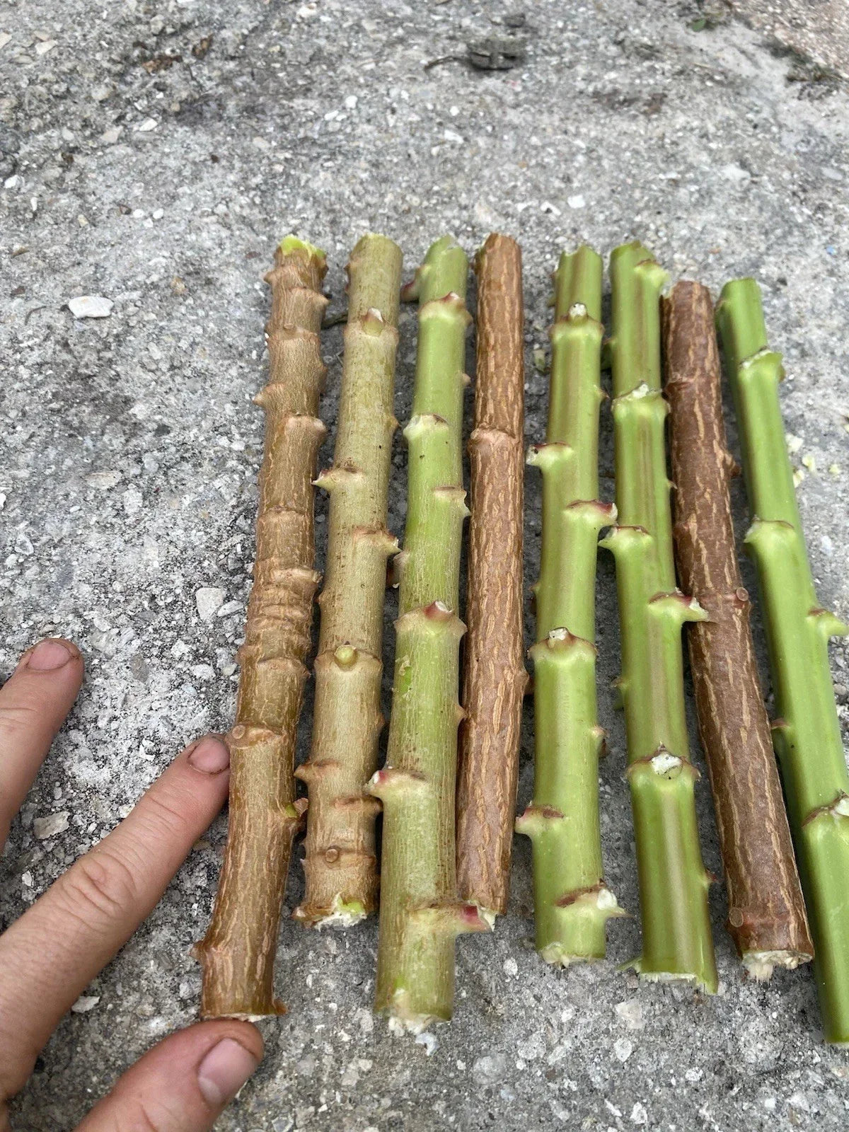 Yuca Cassava Live Cuttings 5-8 Inches Organic Manihot Esculenta Stem 5 Pack Florida Grown Indoor Garden Plant
