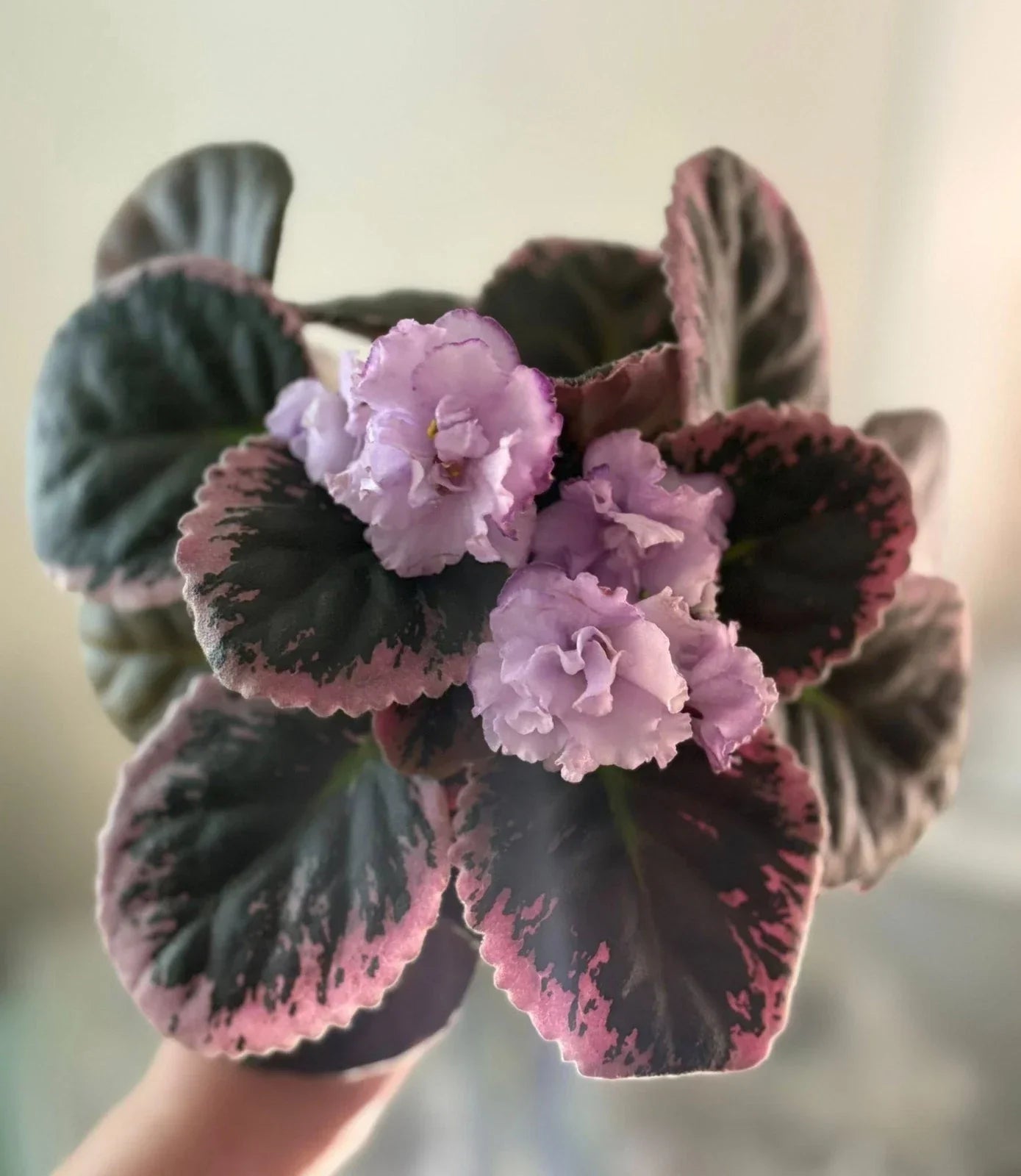 African Violet Cuttings - 2 Unrooted Purple Waters Leaves - Saintpaulia ionantha - Indoor Plant Propagation Supplies