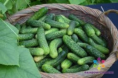 Kirby Cucumber Seeds 25 Pack - Non-GMO, Full Sun, Vining, Cucumis sativus for Home Garden, Salad, and Snack