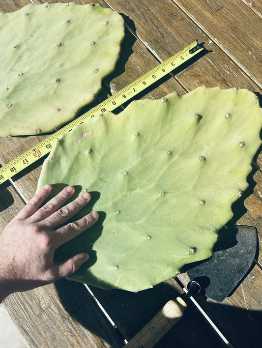 Opuntia Gomei Cuttings - Old Mexico Pear Cactus Pads 6-10 Inches - Succulent Plant for Drought-Tolerant Gardens and Indoor Decor