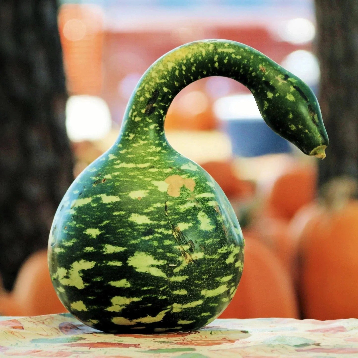 Speckled Swan Gourd Seeds - Ornamental Lagenaria siceraria for Fall Decor & Garden Display, Vining, 25 Seeds