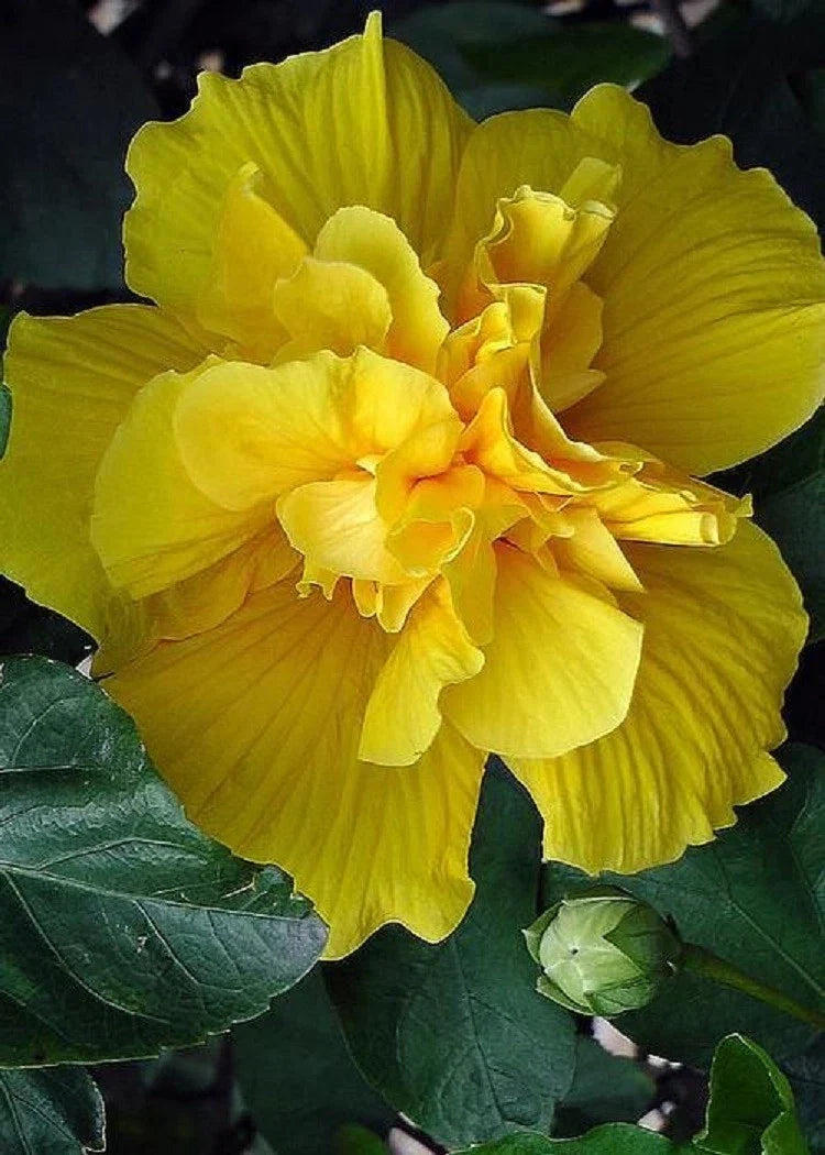Double Yellow Hibiscus Seeds - Perennial Flower Seeds for Exotic Garden - Hibiscus rosa-sinensis, Bright Yellow Blooms