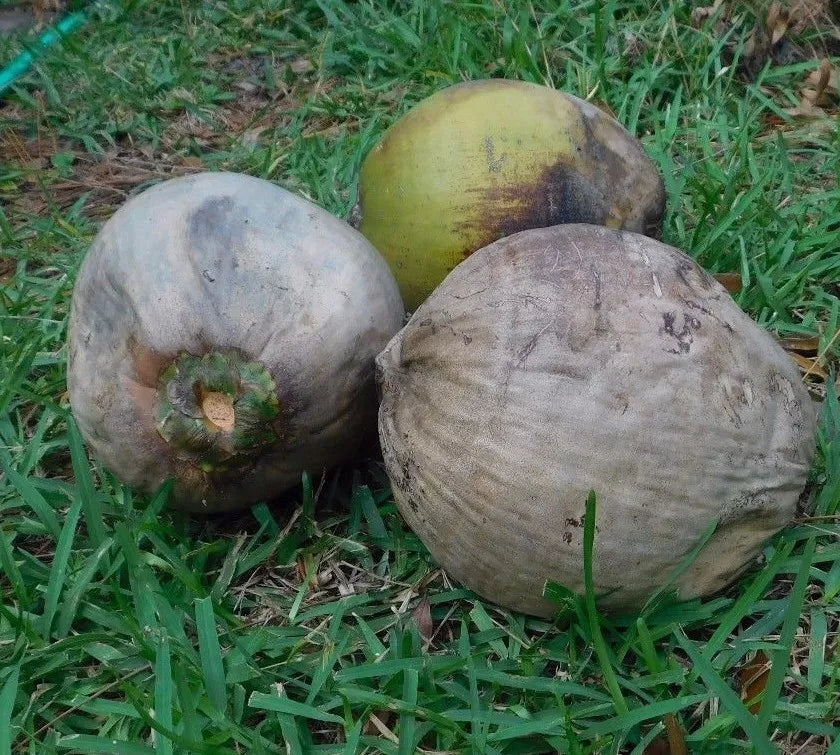Coconut Palm Tree Coconuts - 2 Pack - Florida Grown Cocos Nucifera - Perfect for Crafts and Decorative Use