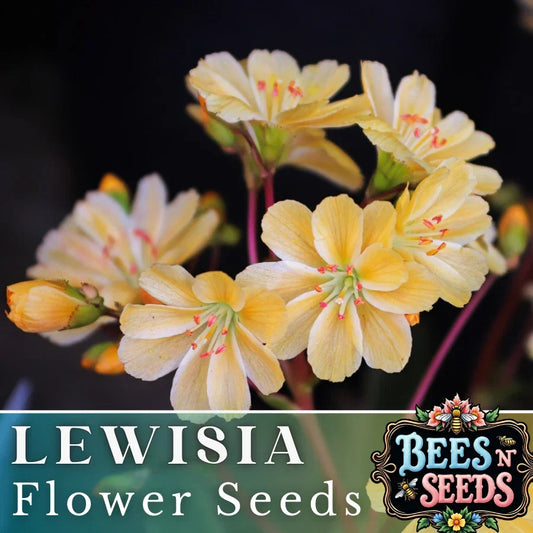 Golden Yellow Lewisia Seeds - Non-GMO Flower Seeds for Garden, Lewisia cotyledon, Rock Garden, Border, Container Planting