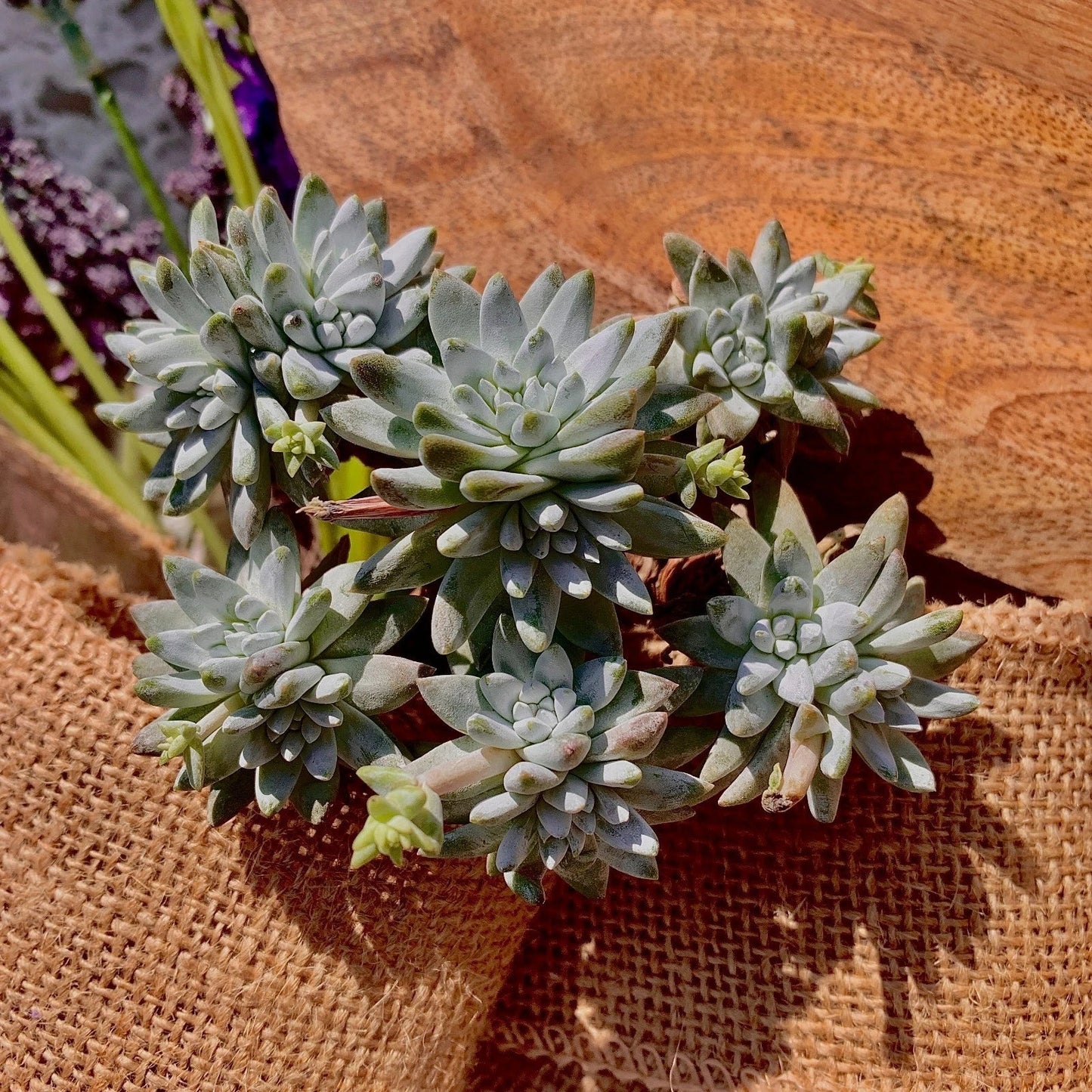 Dudleya gnoma Succulent Plant – 3" Green Live Plant, Rare Indoor/Outdoor Succulent, Crassulaceae, Unique Rock Garden or Container Plant