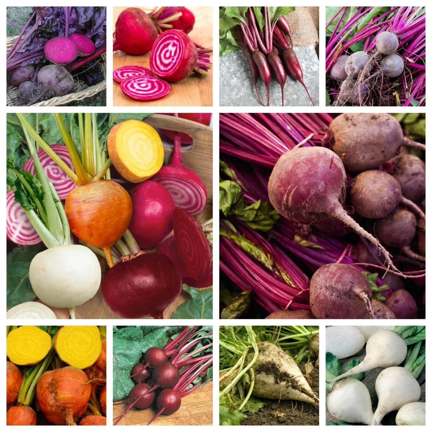 Beet Seeds Collection - 10 Varieties Non-GMO Heirloom & Hybrid Beta vulgaris for Home Garden, Containers