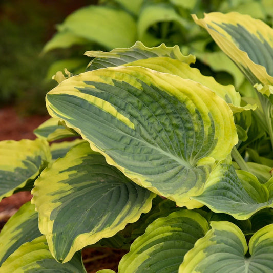 Hosta Trendsetter Perennial Plant 5.25" Pot Variegated Foliage for Shade, Hosta spp.