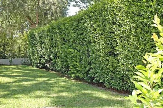 Cherry Laurel Cuttings 50+ Organic Unrooted Shrubs Hedges Evergreen Prunus laurocerasus for Lush Privacy Screens