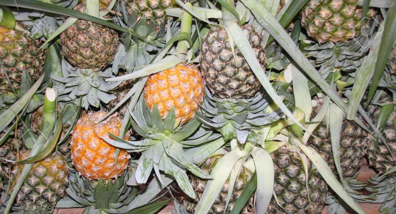 Cayena Lisa Pineapple Seeds - 15+ Pack for Garden Planting - Ananas comosus - Tropical Fruit Seeds - Non-GMO, Easy to Grow