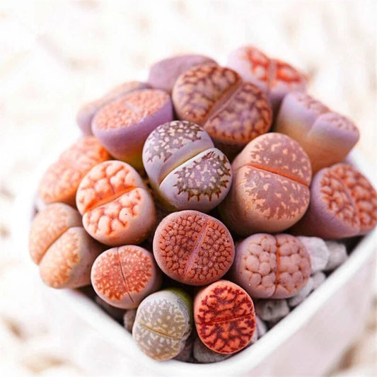 Mixed Lithops Seeds - 100 Stones Succulent, Lithops Pseudotruncatella, Living Stones, Unique Succulent Collection, Drought Tolerant