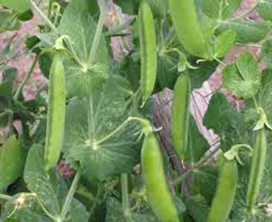 Heirloom Pea Seeds, Little Marvel, Non-GMO, 20+ Seeds, Compact Bush, Pisum sativum, Perfect for Garden Planting