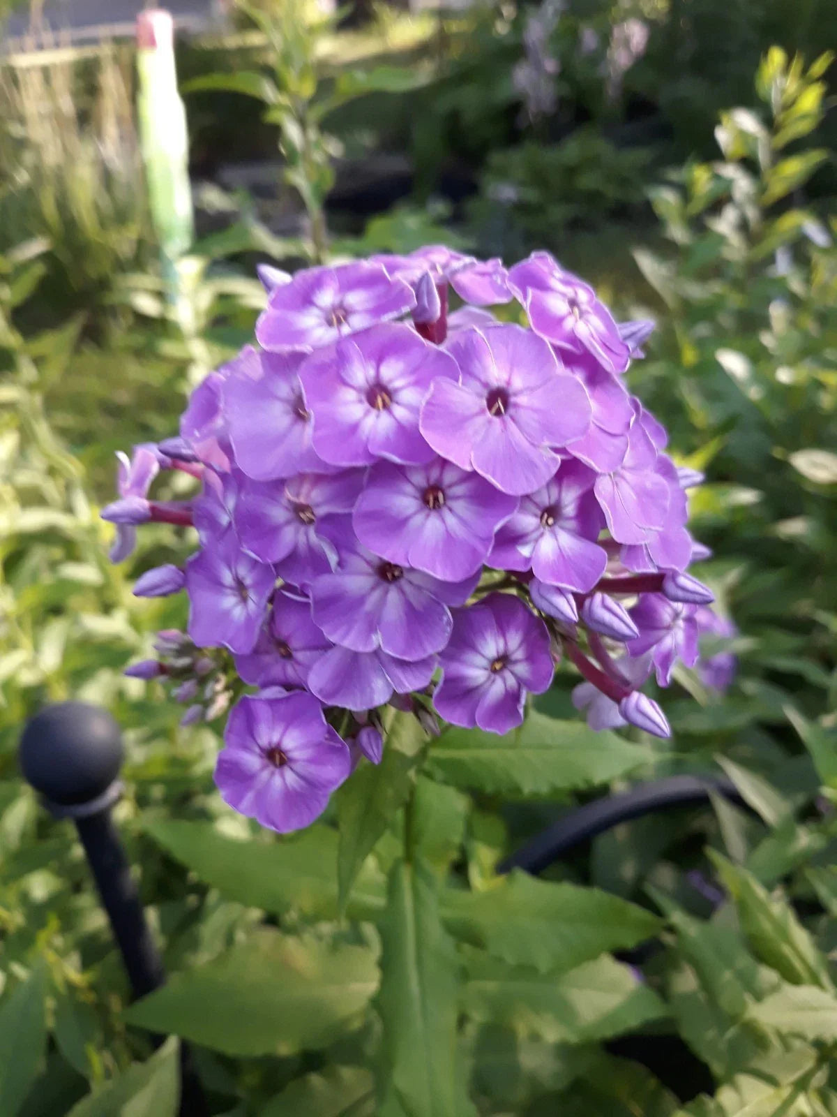 Tall Phlox Roots - Pink Perennial Flowers - Phlox paniculata - Vibrant Garden Border, Cut Flower, Butterfly Attractant