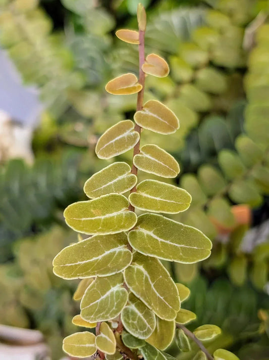 Marcgravia sp. Peru Cutting | 10-Leaf Terrarium Plant | Indoor Greenery for Home Decor | Unique Foliage Plant