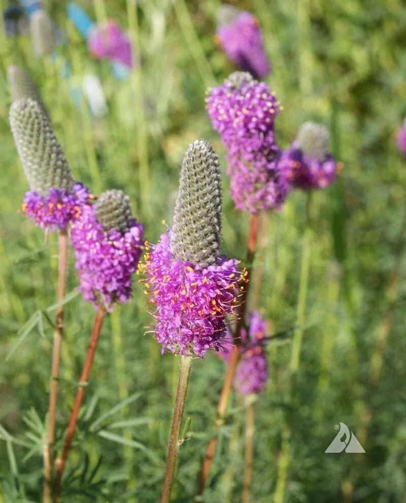 Purple Prairie Clover Seeds - Non-GMO Perennial Legume for Pollinators, Honey Bees & Wildflower Gardens - Dalea purpurea, 2000 Seeds
