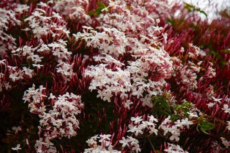 Pink Jasmine Starter Plant - Jasminum Polyanthum - Fragrant Vines for Gardens & Indoors - Rooted 4-Inch Pot