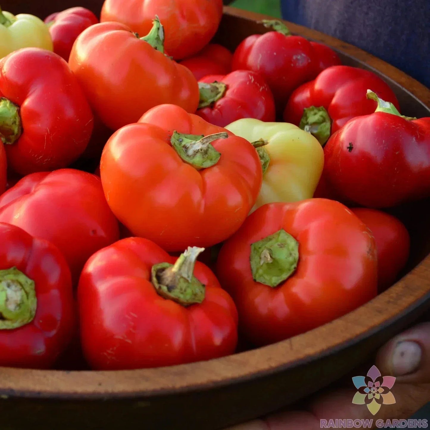 25+ Alma Paprika Sweet Pepper Seeds | Heirloom Capsicum annuum for Garden Planting | Non-GMO, Full Sun, Easy to Grow