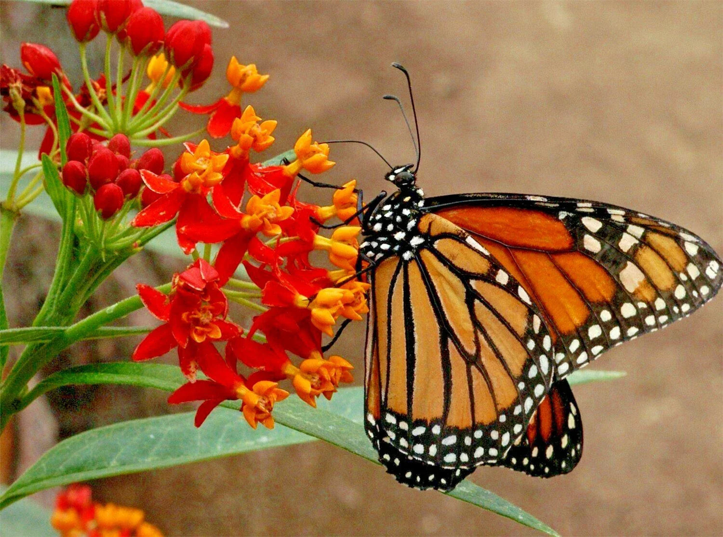 Bloodflower Milkweed Seeds - 101+ Drought Tolerant Wildflower, Asclepias curassavica, Butterfly & Pollinator Support, Container Gardening