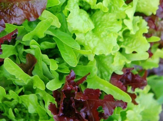 Heirloom Lettuce Leaf Blend Microgreens Seeds – 8 Varieties, Non-GMO, 1000 Seeds, Lactuca sativa, Indoor & Outdoor Gardening