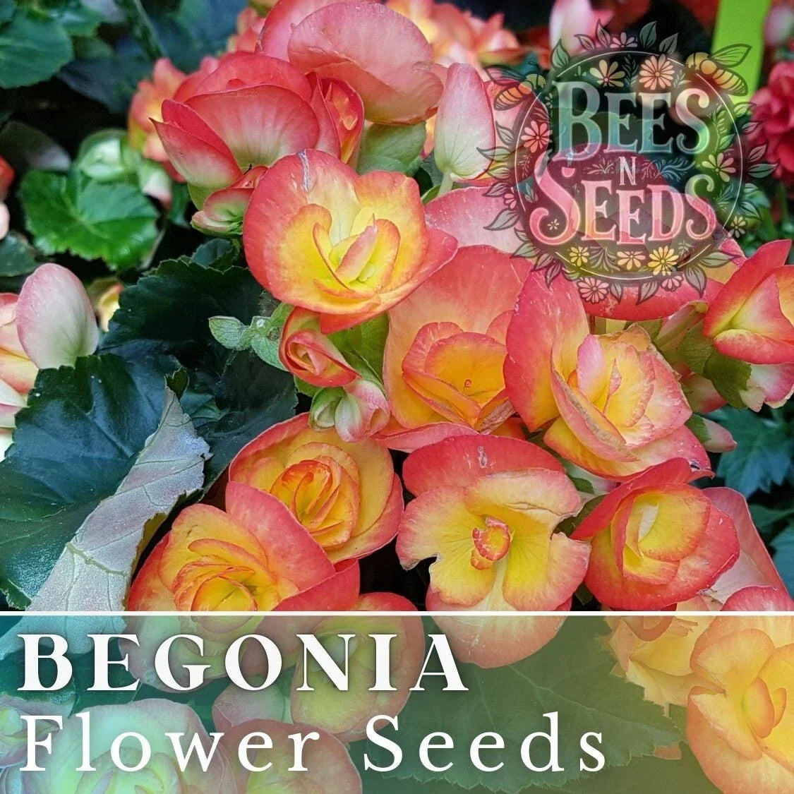 Coral Mosaic Begonia Seeds - Non-GMO Flower Seeds for Indoor & Outdoor Gardening - Begonia x tuberhybrida