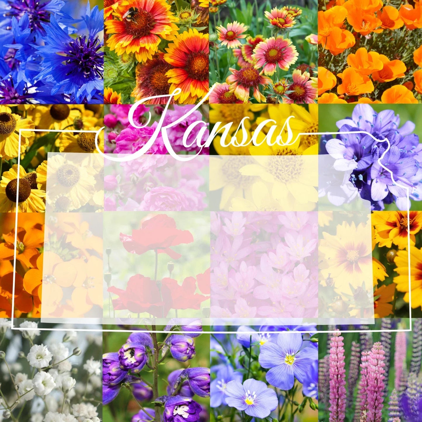 Wildflower Seed Mix 1/4 Pound Bulk for Western Kansas Native Wildflowers Covering 800 sq ft