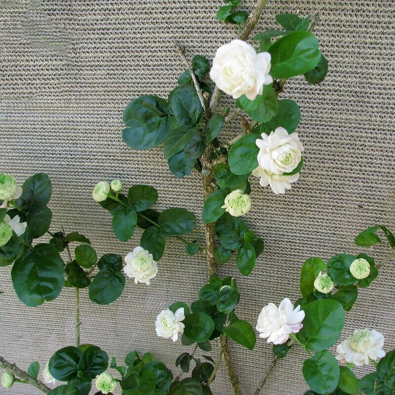 Arabian Sambac Jasmine Plant 6-9" Fragrant Live Plant Jasminum sambac Double Flowers Indoor Outdoor