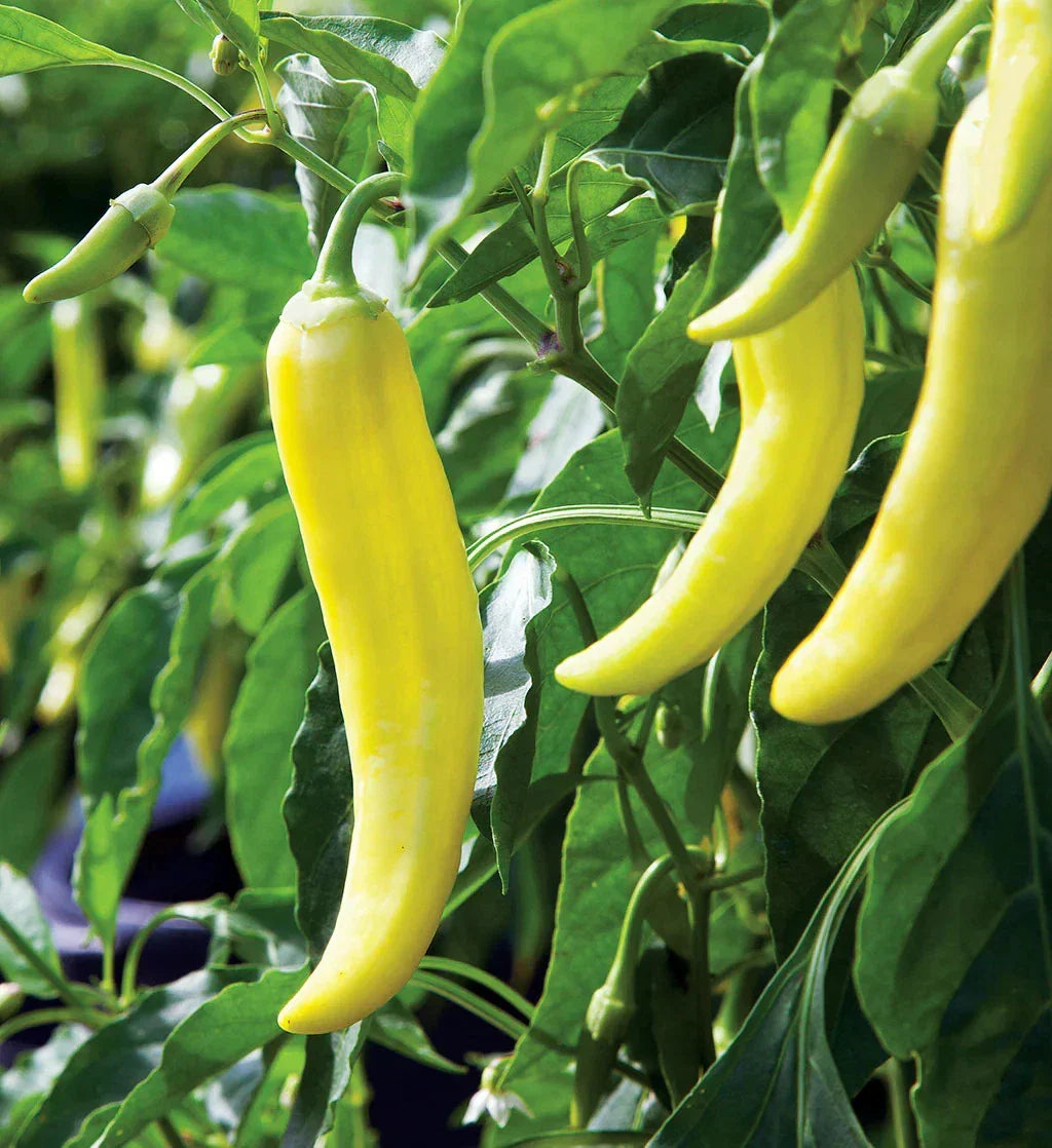Banana Pepper Seeds 100+ Count, Mild Yellow Capsicum annuum, Vegetable Garden, Home Growing, Salsas & Pickling