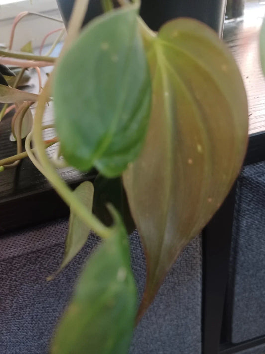 Philodendron Cuttings - Mican Velvety Variety - 3 Healthy Propagation Plants - Philodendron micans Indoor Plant