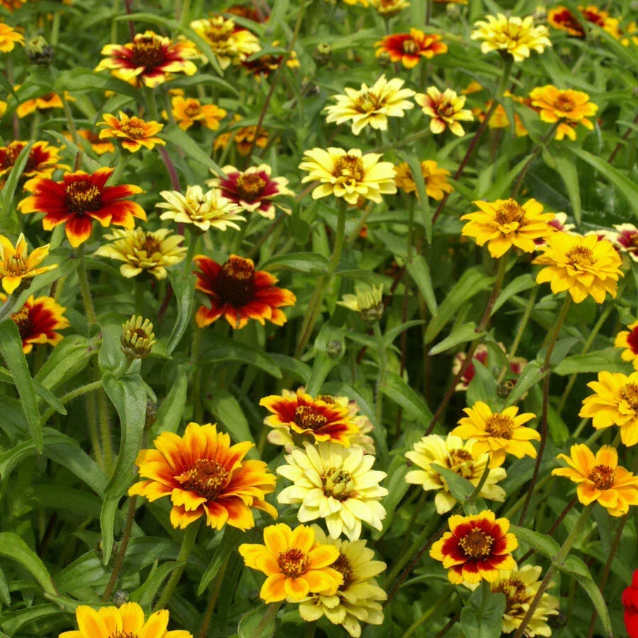 Zinnia Seeds 500 Count Persian Carpet Mix Dwarf Annual Pollinator-Friendly Non-GMO Zinnia elegans