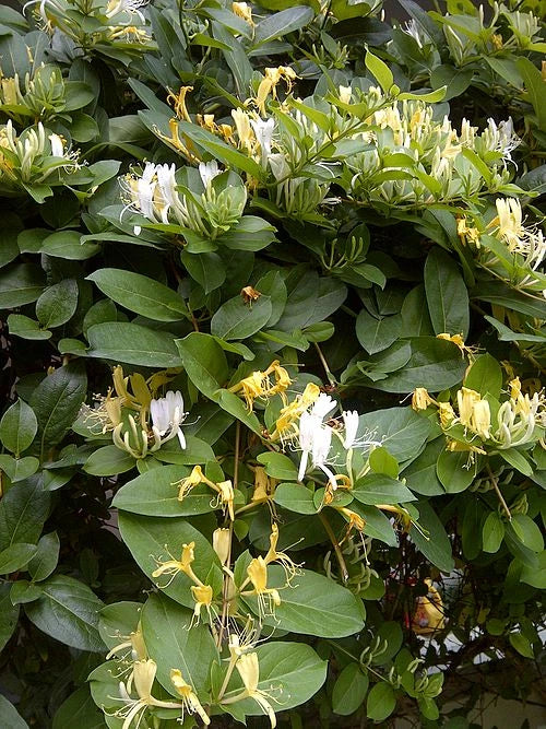 Japanese Honeysuckle Vine Cuttings – 8" Live Starter Clippings – Organic Lonicera japonica for Garden, Hummingbirds & Butterflies