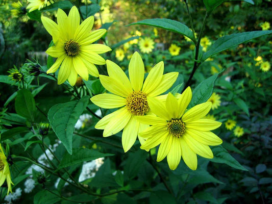 Lemon Queen Sunflower Seeds - Helianthus annuus - Bright Yellow Blooms for Garden, Cut Flowers & Pollinator Attraction - 80 Seeds