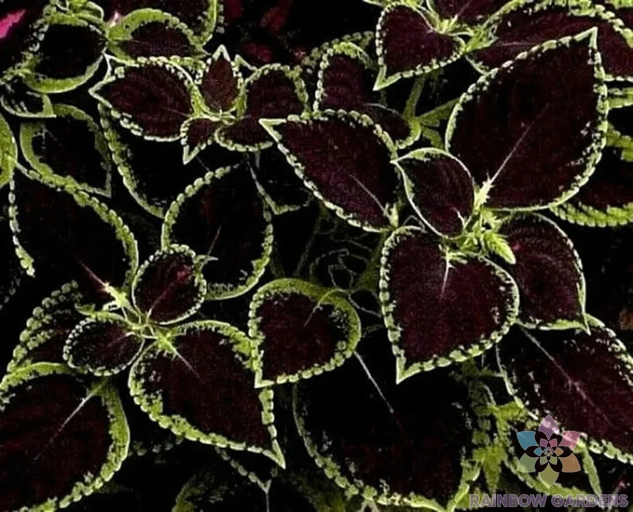 Coleus Seeds - 25+ Green Tipped Black Coleus (Coleus blumei) for Garden, Container, and Border Planting