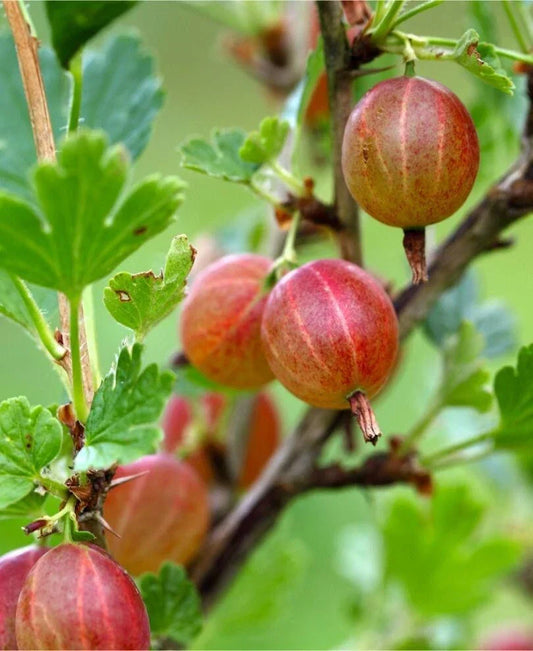 Jahns Prairie Gooseberry Live Rooted Starter Plant Edible Ribes hirtellum Shrub for Zones 3-8