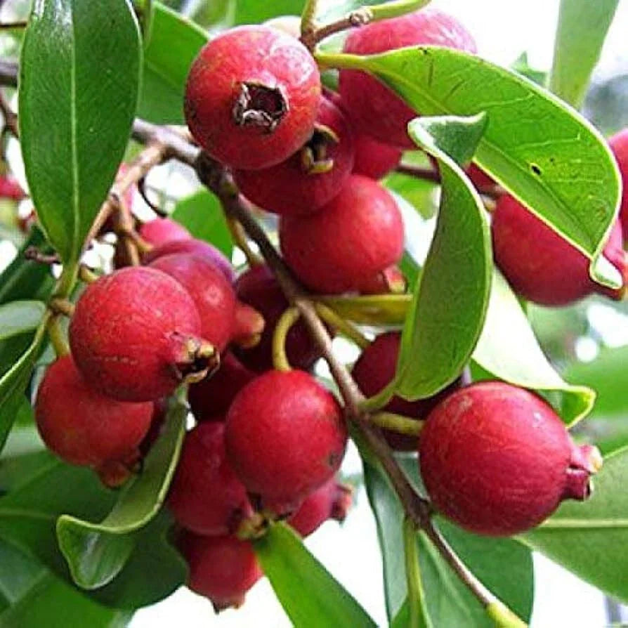 Strawberry Guava Seeds - 50+ Pack for Garden Planting - Psidium cattleyanum - Tropical Fruit Seeds for Home Garden and Pot Cultivation