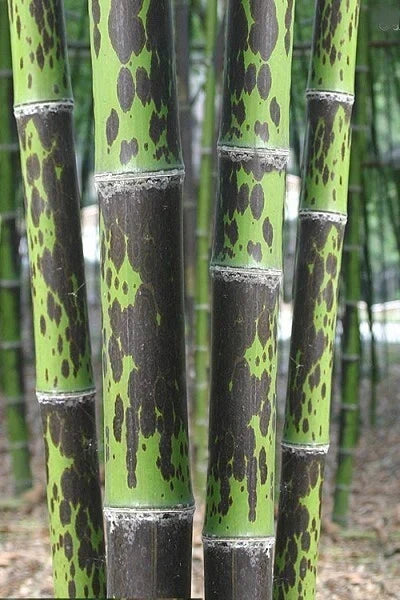 Leopard Bamboo Seeds - 50 Count - Clumping Privacy Plant - Phyllostachys aureosulcata - Fast-Growing Shade Screen