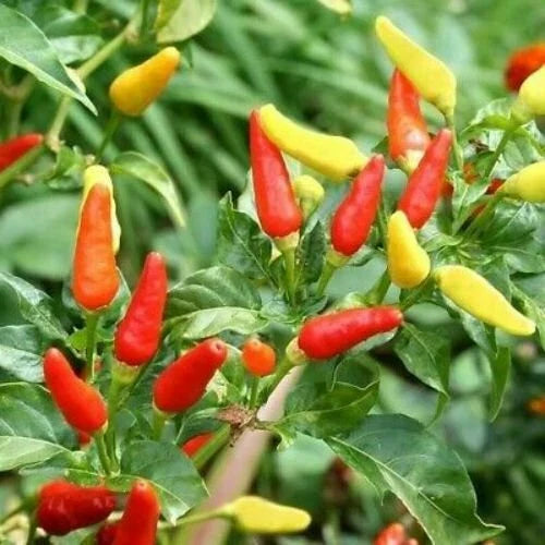 Tabasco Pepper Seeds | Heirloom Non-GMO Capsicum frutescens | Hot Pepper for Salsas & Hot Sauces