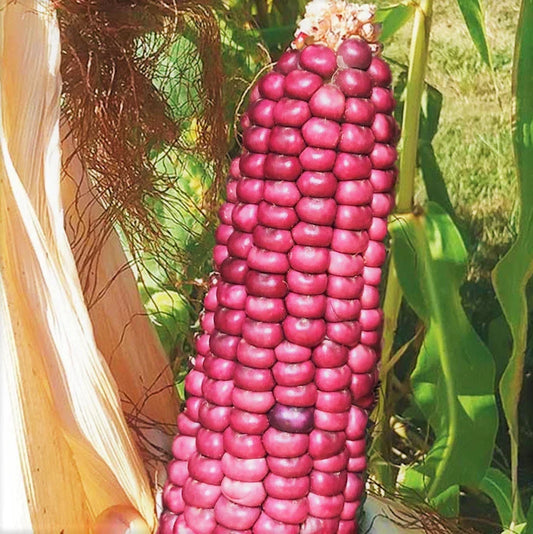 Neon Pink Popcorn Seeds | Barbiecore Mini Pink Pearl Glass Gem Corn | Edible Ornamental Garden Variety Zea mays