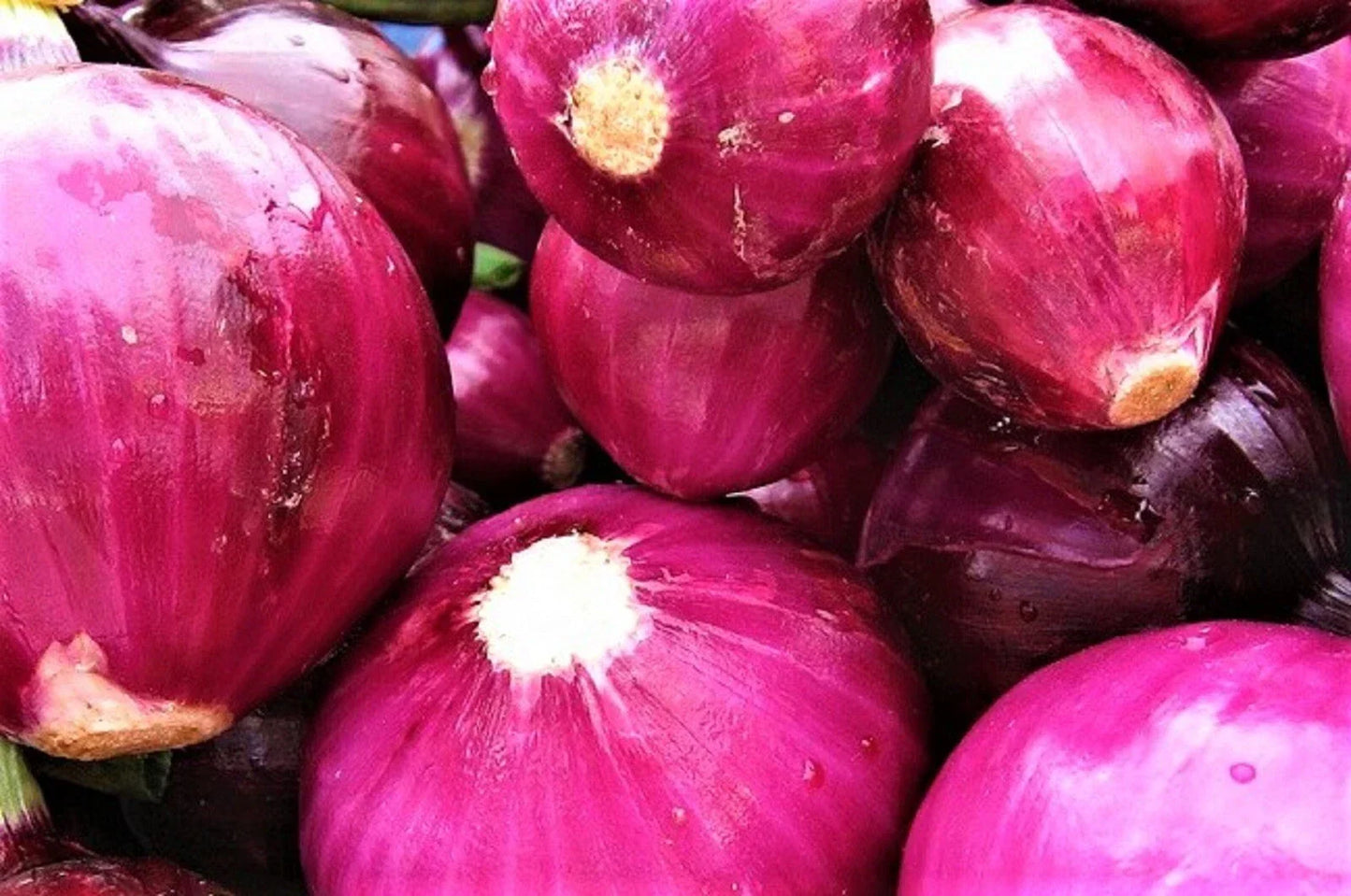 Red Grano Onion Seeds - Non-GMO Allium cepa Bulb Vegetable Seed Packets for Home Gardening, Sweet Red Onions, 200+ Seeds