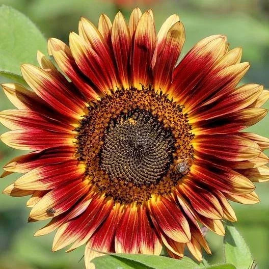 Indian Blanket Sunflower Seeds Pack of 50+ Gaillardia pulchella Wildflower for Pollinators & Cut Flowers