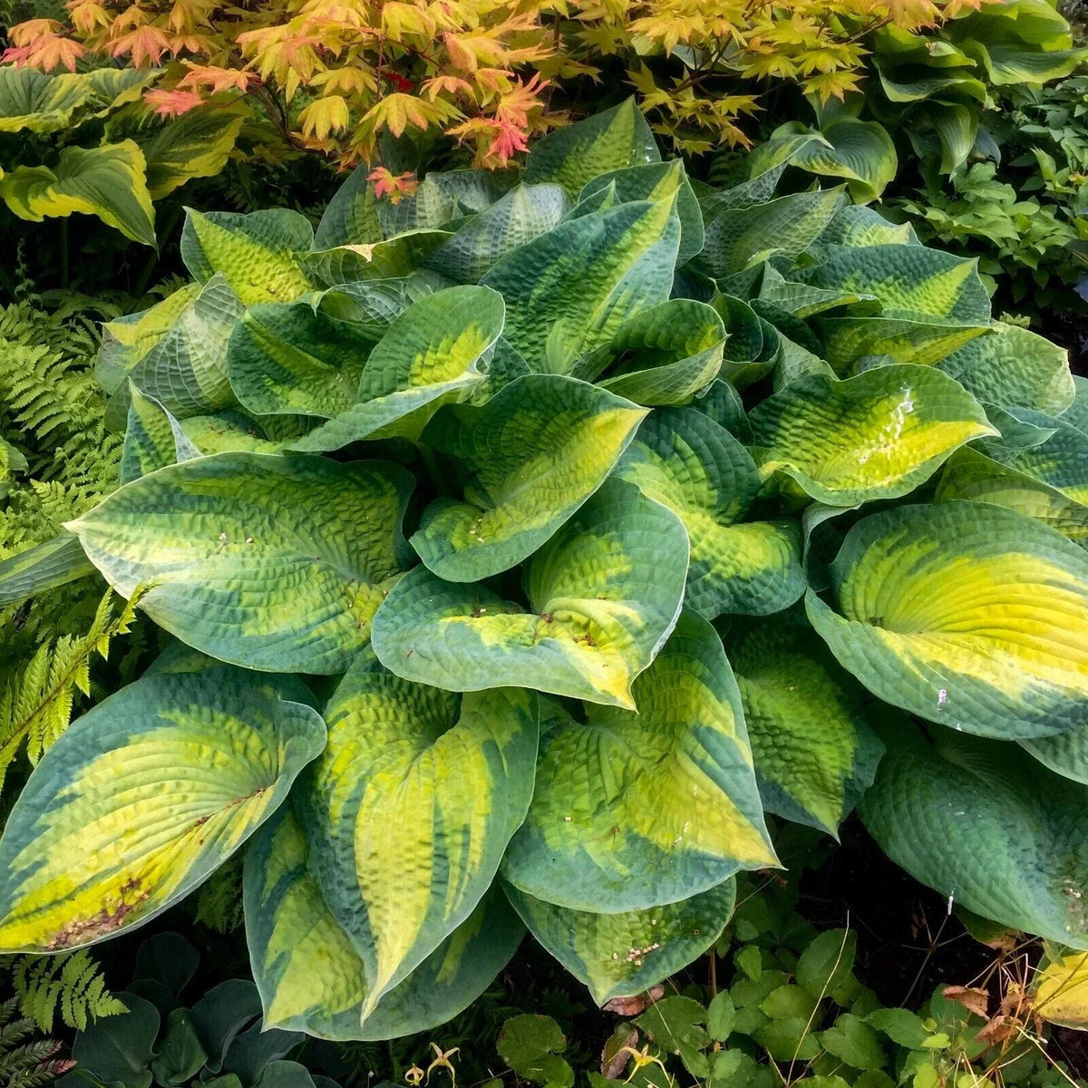Hosta Plant 5.25" Pot Brother Stefan Hosta spp. - Stunning Foliage for Shade Gardens - Low-Maintenance Perennial
