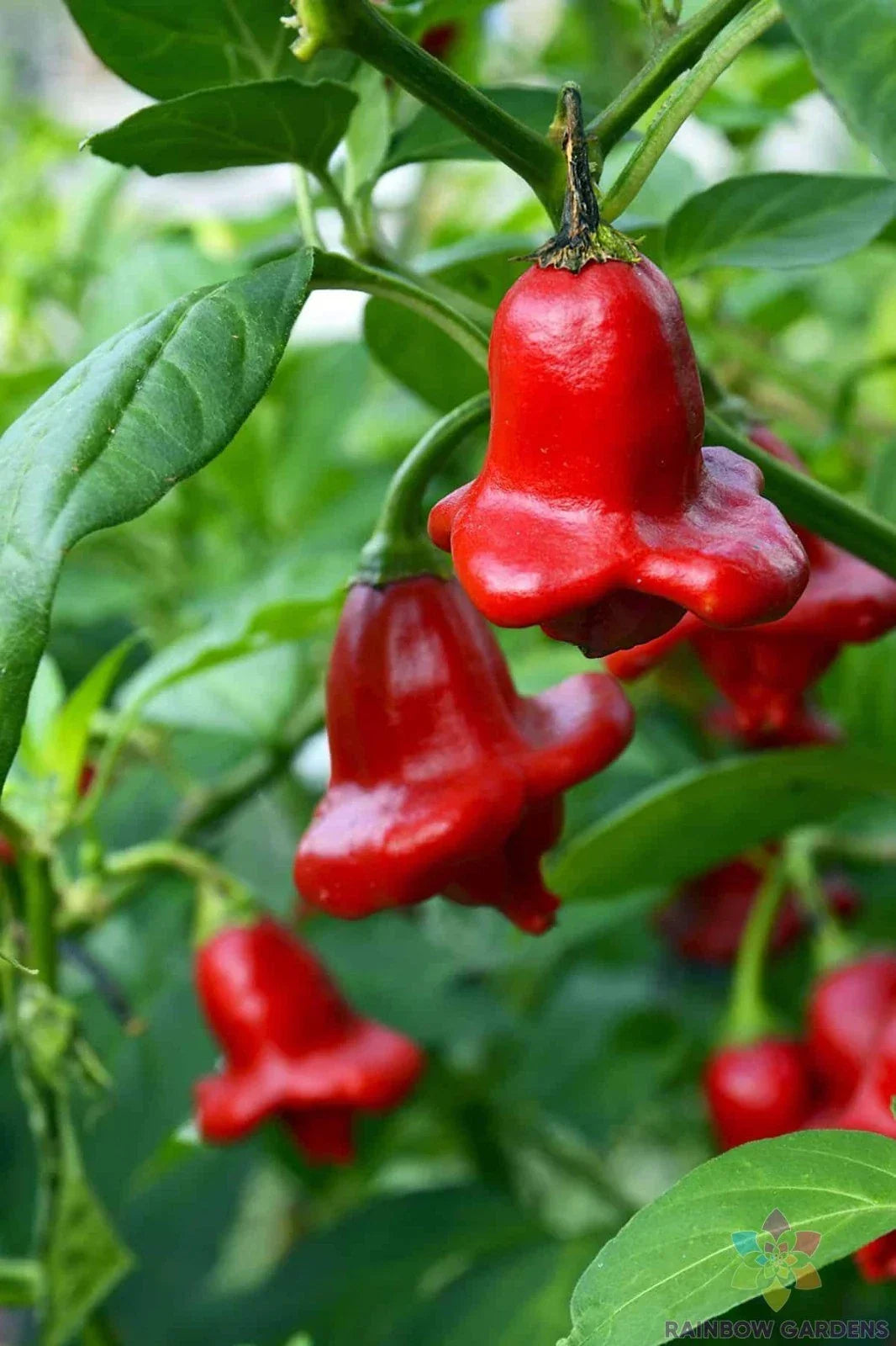 Bishop's Crown Hot Pepper Seeds - Heirloom Capsicum baccatum - 25+ Pack for Garden, Salsas & Hot Dishes